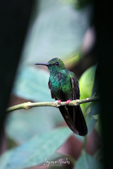 Chalybura urochrysia