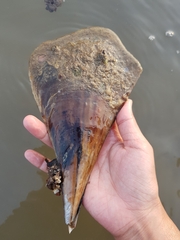 Pinnidae