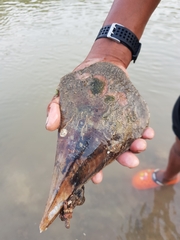 Pinnidae