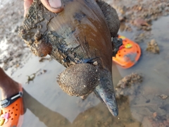 Pinnidae