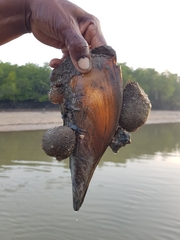 Pinnidae