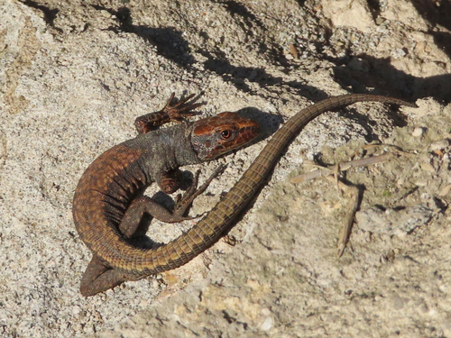Artwin Lizard, Darevskia derjugini