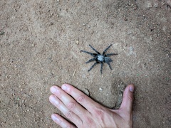 Pterinochilus murinus