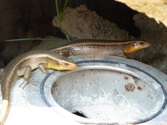 Eutropis multifasciata