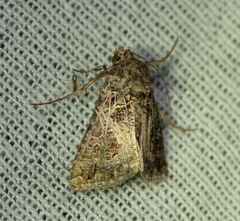 Thysanoplusia daubei