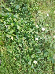 Bellis sylvestris