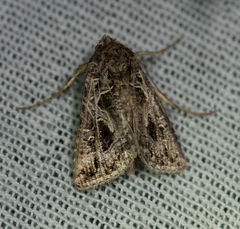 Thysanoplusia daubei