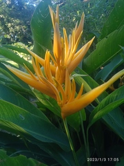 Heliconia longiflora