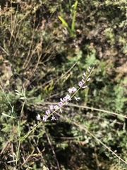 Astragalus melilotoides