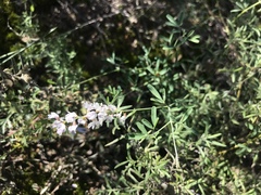 Astragalus melilotoides