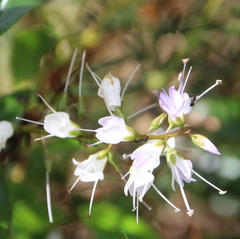 Veronica adamsii