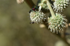 Callonychium chilense