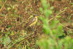 Emberiza aureola