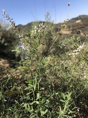 Astragalus melilotoides