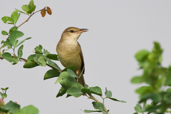 Acrocephalus orientalis