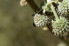 Callonychium chilense