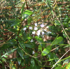Veronica adamsii