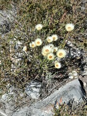 Edmondia