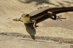 Eutropis longicaudata