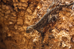 Agama agama