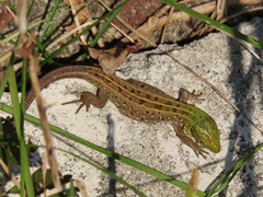 Lacerta agilis grusinica