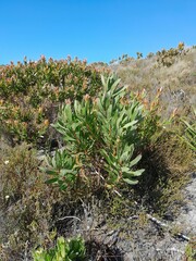 Protea lepidocarpodendron