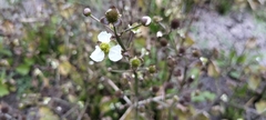 Alismataceae