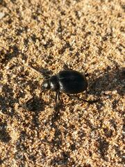 Tenebrionidae