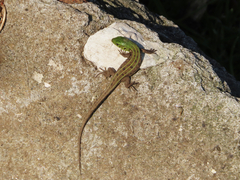 Lacerta agilis grusinica