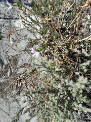 Pelargonium tabulare