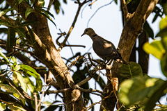 Streptopelia vinacea