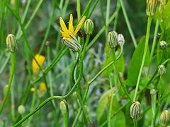 Crepis sonchifolia