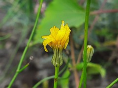 Crepis sonchifolia