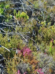 Erica multumbellifera