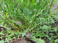 Crepis sonchifolia