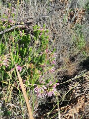 Erica abietina