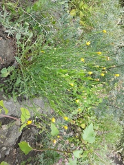 Crepis sonchifolia
