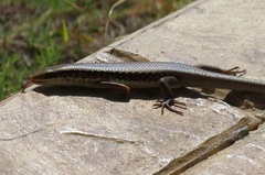 Eutropis longicaudata