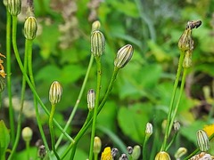 Crepis sonchifolia