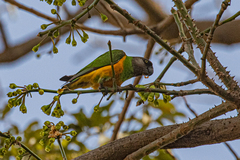 Poicephalus senegalus