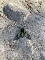 Chrysocale principalis