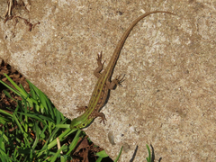 Lacerta agilis grusinica
