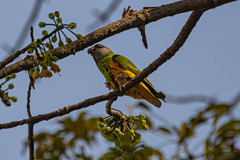 Poicephalus senegalus