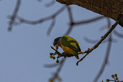 Poicephalus senegalus