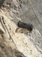 Galgula