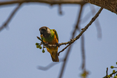 Poicephalus senegalus