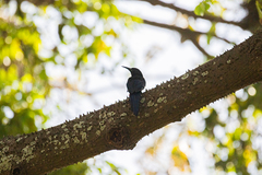 Phoeniculus purpureus