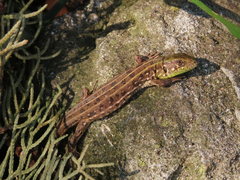 Lacerta agilis grusinica