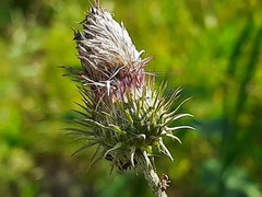 Carduus crispus