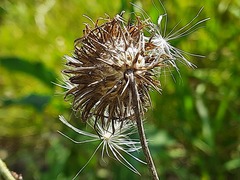 Carduus crispus